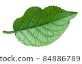 Apple green leaf isolated on white background 84886789