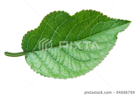 Apple green leaf isolated on white background Apple green leaf isolated on white background 84886789