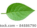 Apple green leaf isolated on white background 84886790