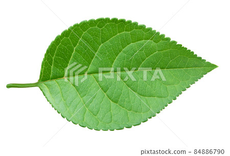 Apple green leaf isolated on white background Apple green leaf isolated on white background 84886790