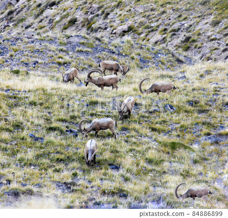 Wild ibex graze in  secret pasture among the rocks. 84886899
