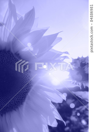 Beautiful sunflower blossom against the sky in evening light of summer sunset. Sun beams and rainbow through the petals. Toned in trendy color of year 2022. Natural background. 84886981