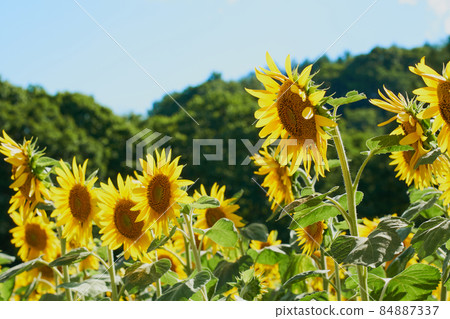 開放式花園中的向日葵田 開放式花園中的向日葵田 84887337