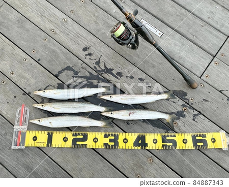 Sphyraenidae Lure Fishing Lure Fishing Tackle Reel Rod 84887343