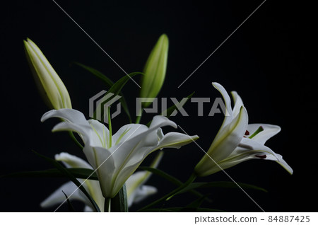 Lily flowers taken indoors Lily flowers taken indoors 84887425