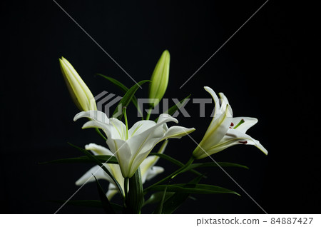 Lily flowers taken indoors Lily flowers taken indoors 84887427