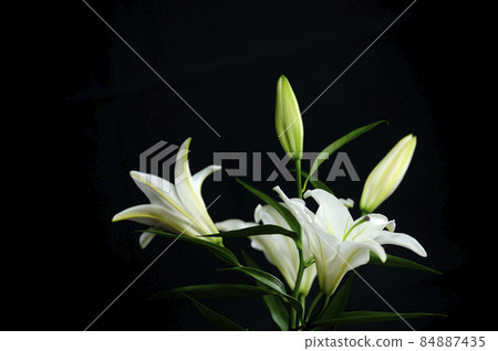 Lily flowers taken indoors 84887435