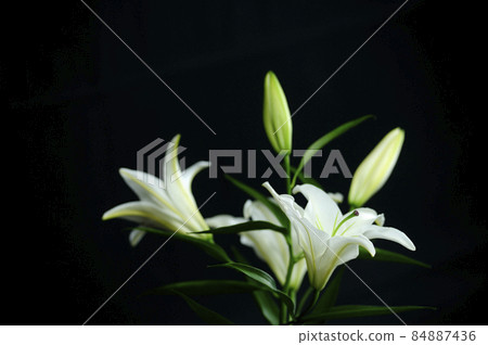Lily flowers taken indoors 84887436