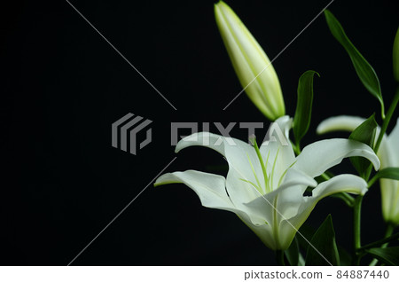 Lily flowers taken indoors Lily flowers taken indoors 84887440