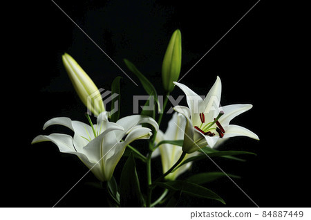 Lily flowers taken indoors Lily flowers taken indoors 84887449