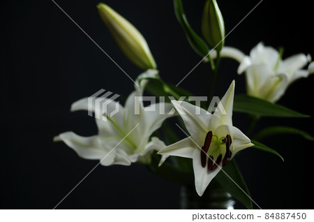 Lily flowers taken indoors Lily flowers taken indoors 84887450
