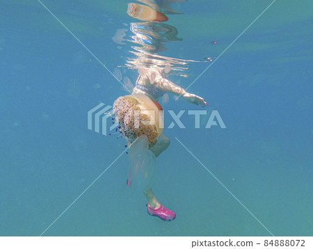 Colored ribbed jellyfish comes dangerously close to a swimmer Colored ribbed jellyfish comes dangerously close to a swimmer 84888072