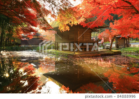 World heritage site, Hiraizumi Town, Iwate Prefecture, Chusonji Temple with colored leaves 84888996