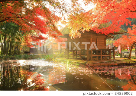 World heritage site, Hiraizumi Town, Iwate Prefecture, Chusonji Temple with colored leaves 84889002