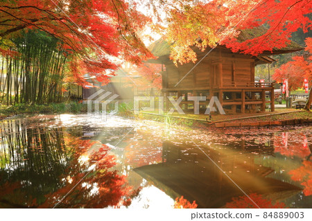 World heritage site, Hiraizumi Town, Iwate Prefecture, Chusonji Temple with colored leaves 84889003