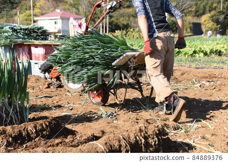農業工作風景/長根的收穫工作 農業工作風景/長根的收穫工作 84889376