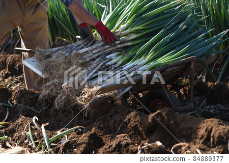 Agricultural work scenery / Harvesting work of Naganegi Agricultural work scenery / Harvesting work of Naganegi 84889377