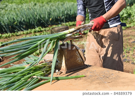 農業工作風景/長根的收穫工作 84889379