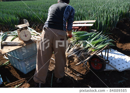 Agricultural work scenery / Harvesting work of Naganegi Agricultural work scenery / Harvesting work of Naganegi 84889385
