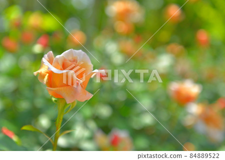 Rose of orange 84889522