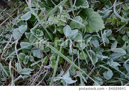 濕地植物初冬,霜草伊豆沼歌舞伎沼 濕地植物初冬,霜草伊豆沼歌舞伎沼 84889841
