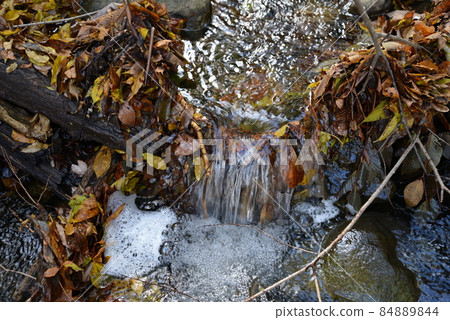 Scenery of thickets, clear stream of fallen leaves in deciduous broad-leaved forest, Aobayama, Sendai City Scenery of thickets, clear stream of fallen leaves in deciduous broad-leaved forest, Aobayama, Sendai City 84889844