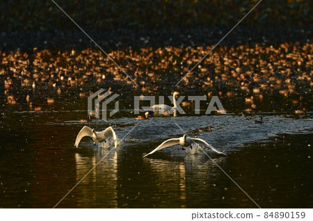 天鵝在Oyamagoshitakei 84890159