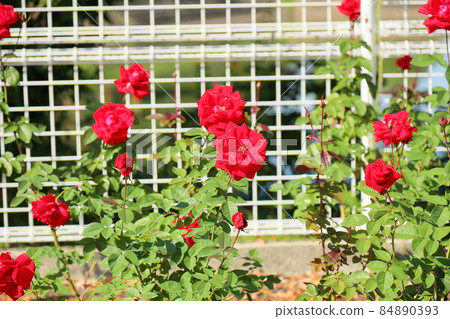 Rose flower Rob Roy 84890393