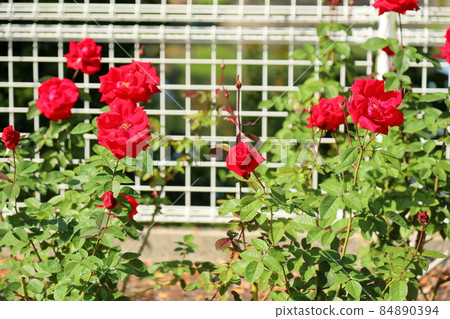 Rose flower Rob Roy 84890394