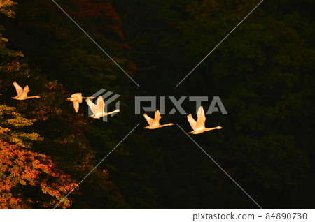 Swan in Oyamagoshitakei Swan in Oyamagoshitakei 84890730