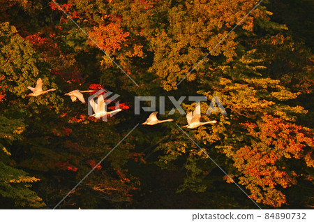 Swan in Oyamagoshitakei 84890732