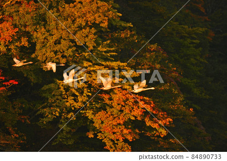 天鵝在Oyamagoshitakei 84890733