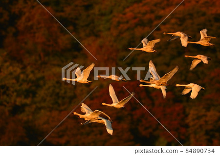 天鵝在Oyamagoshitakei 天鵝在Oyamagoshitakei 84890734