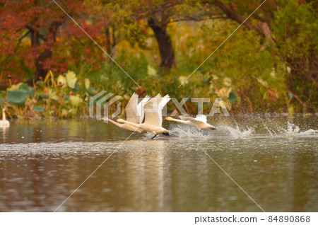 天鵝湖天鵝 84890868