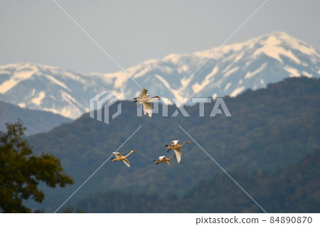 天鵝湖天鵝 84890870