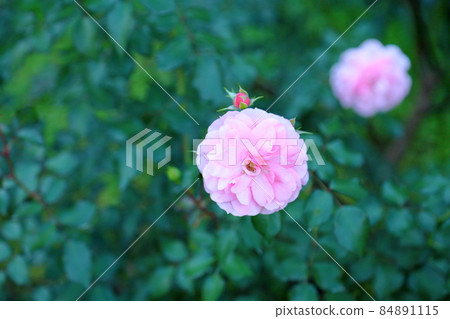 Rose flowers Bonica 82 Rose flowers Bonica 82 84891115