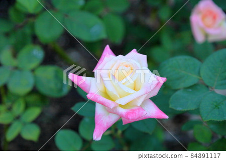 玫瑰花戴安娜王妃威爾士 玫瑰花戴安娜王妃威爾士 84891117