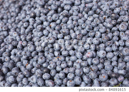 ripe berries blueberries texture background ripe berries blueberries texture background 84891615