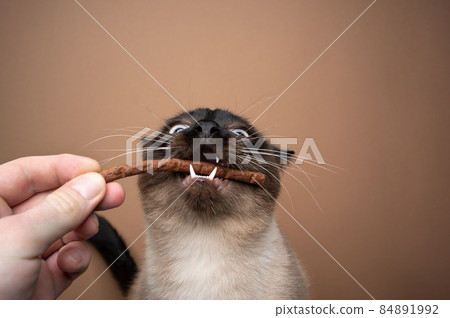 hand feeding siamese cat making funny face 84891992