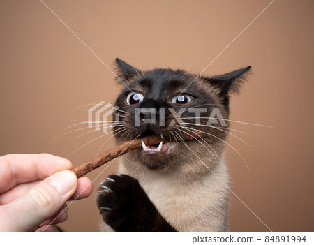 hand feeding hungry seal point siamese cat with treats stick 84891994