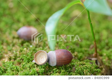 growth! I'm aiming for germination acorns 84891999