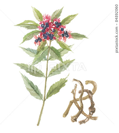 Indian snakeroot Indian snakeroot flowers and roots 84892060
