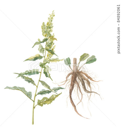Rumex japonicus flowers and roots 84892061