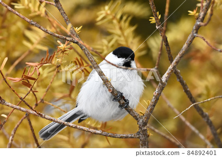 Willow tit 84892401