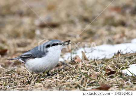 Nuthatch in sand bath 84892402