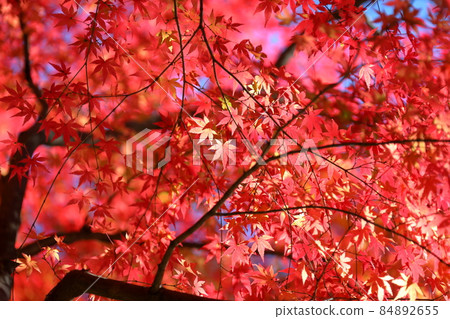 Kamagata, Ranzan-cho, Hiki-gun, Saitama Prefecture Kamagata, Ranzan-cho, Hiki-gun, Saitama Prefecture 84892655