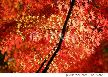 Kamagata, Ranzan-cho, Hiki-gun, Saitama Prefecture 84892656