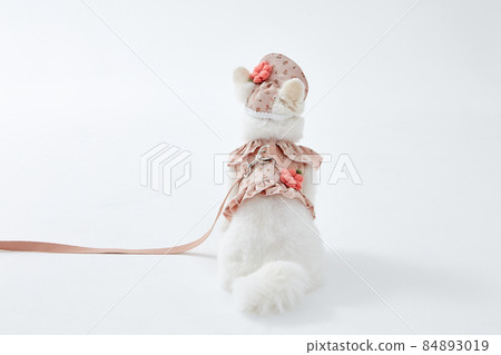 Pomeranian Pomeranian 84893019