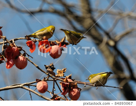 殘柿/白眼05 84893067