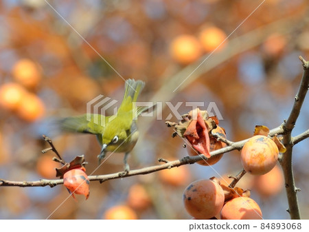 Remaining persimmon / white-eye 04 84893068